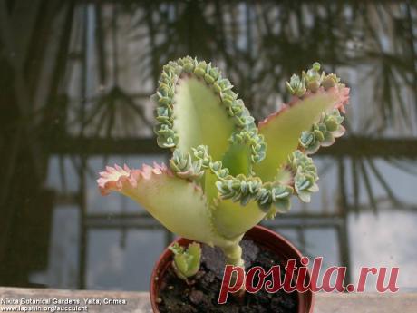 Много кактусов и других суккулентов - Все о комнатных растениях на flowersweb.info