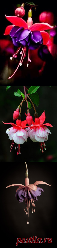 Pinterest