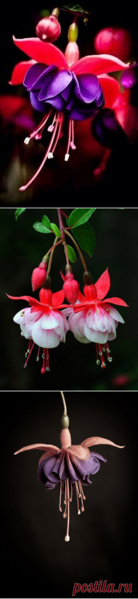 Pinterest