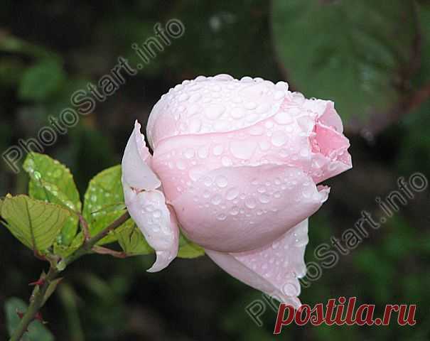 Незабываемые 60-е - 80-е
Борис Иохелес