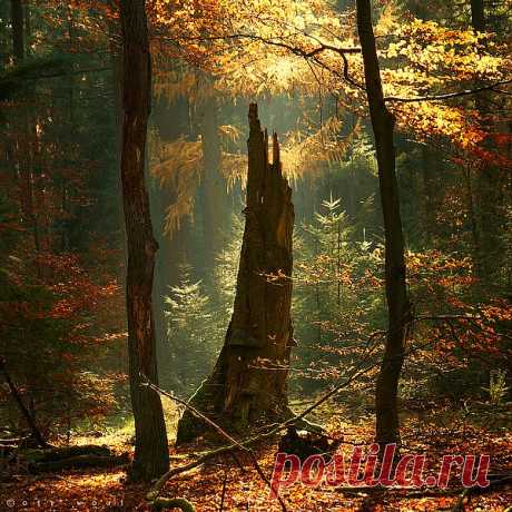old tree