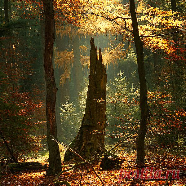 old tree