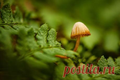 частица природы