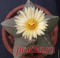Астрофитум Мириостигма
