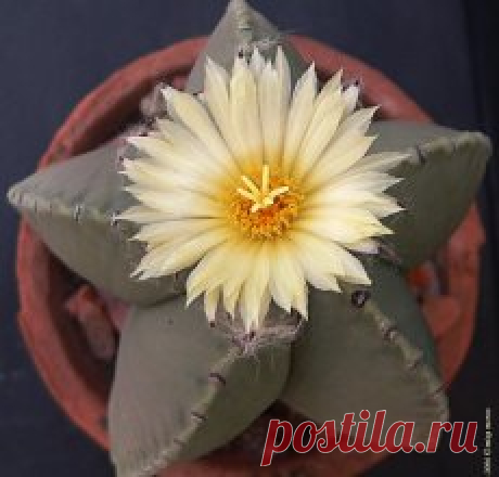 Астрофитум Мириостигма