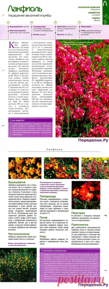 Лакфиоль * Переделки.РуПеределки.Ру