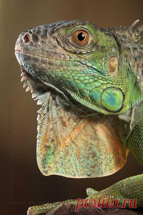 Захватывающий макромир «пришельцев из других миров»