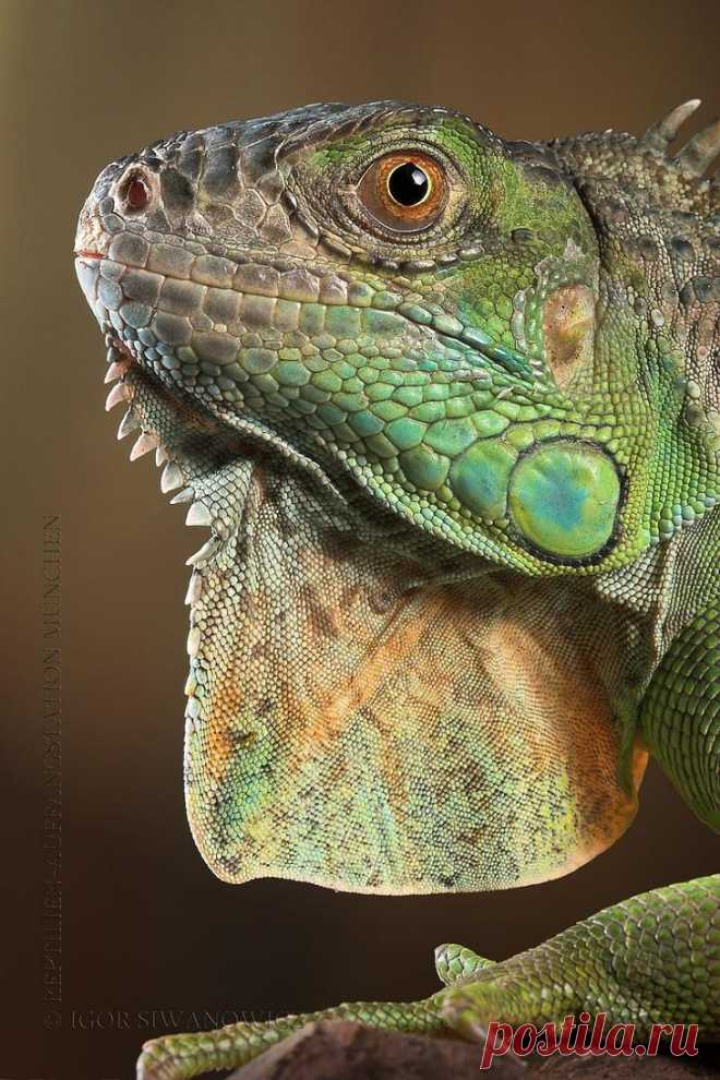 Захватывающий макромир «пришельцев из других миров»