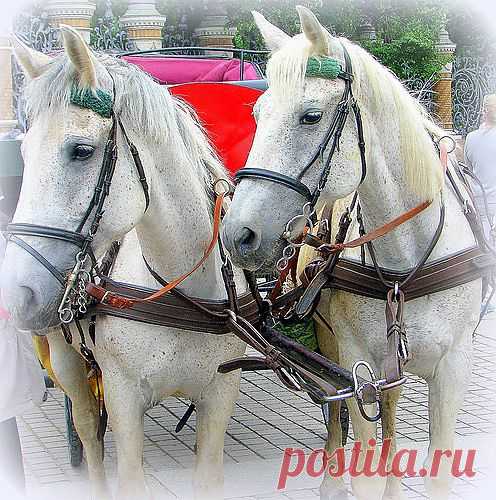 NataArt — «Сладкая парочка)))» на Яндекс.Фотках