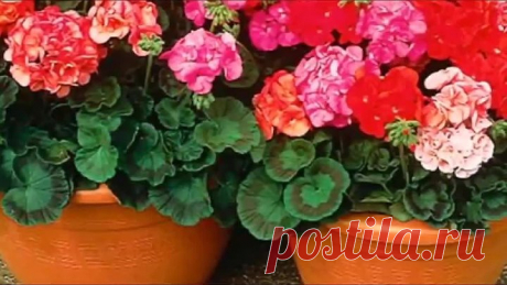 Супер средство! Герань будет цвести круглый год.