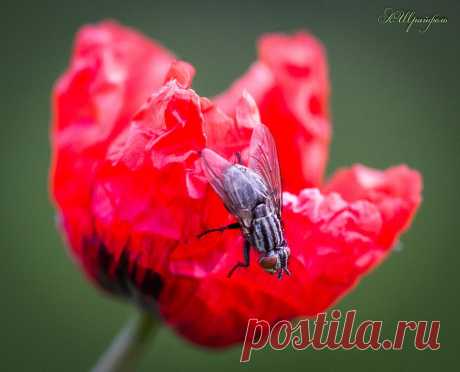 Александр Шрайфель
53 года, Россия, Каменск-Шахтинский