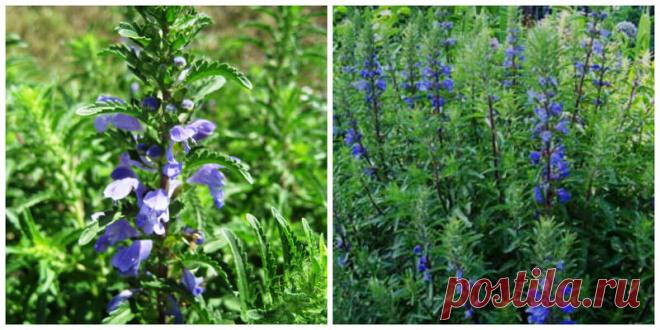 Бордюры из пряных трав – полезная красота | 6 соток