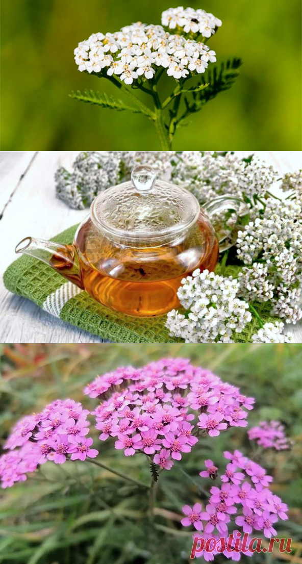 Что такое тысячелистник: лечебные свойства, применение