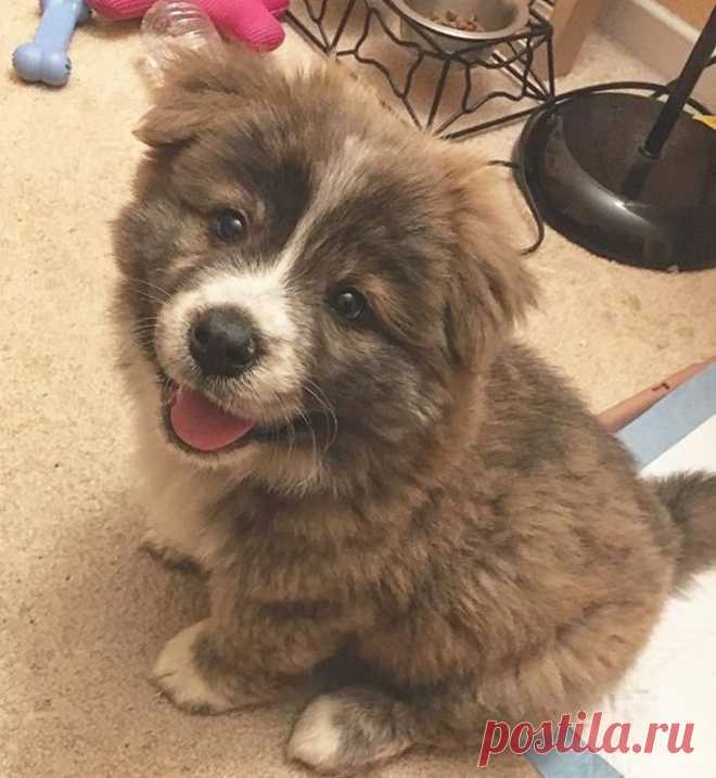 Фотографии животных, глядя на которые невозможно оставаться грустным