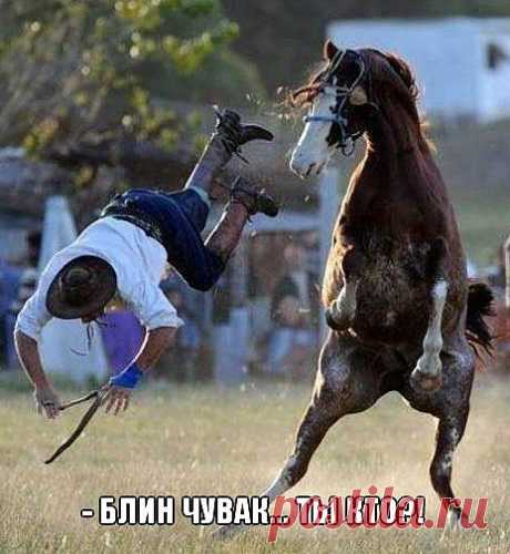 Прикольные картинки с животными от 30-10-2013 — Приколы — Релакс!
