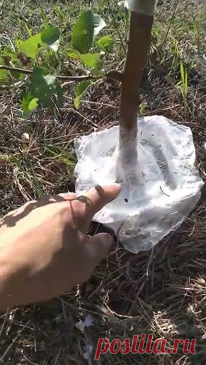 Самый лучший способ борьбы с муравьями. Как защитить деревья от муравьёв.