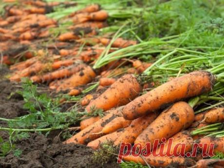 Как получить хороший урожай моркови
ЛЮБИМАЯ ДАЧА
Как получить хороший урожай моркови
Способ посадки в размеченные лунки используется, в основном, для дражированных семян. Выровненная и подготовленная гряд…