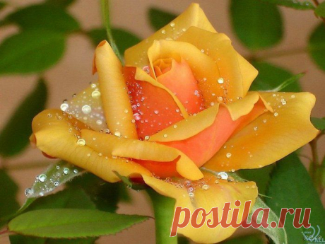 оранжевая роза