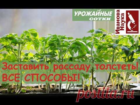 Не ВВЫСЬ, а ВШИРЬ! Бесплатный и простой способ заставить рассаду перестать тянуться вверх.