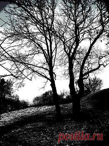 Image of 'Silhouette autumnal trees'