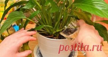 Простое средство, которое сотворит чудо даже с самыми худыми растениями — Домашние заботы