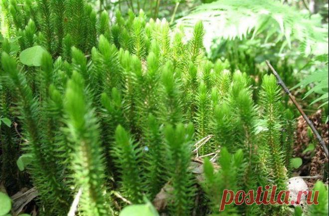 Растения для лечения алкоголизма / Будьте здоровы