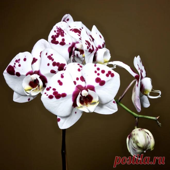 Орхидея Арлекин (40 картинок)