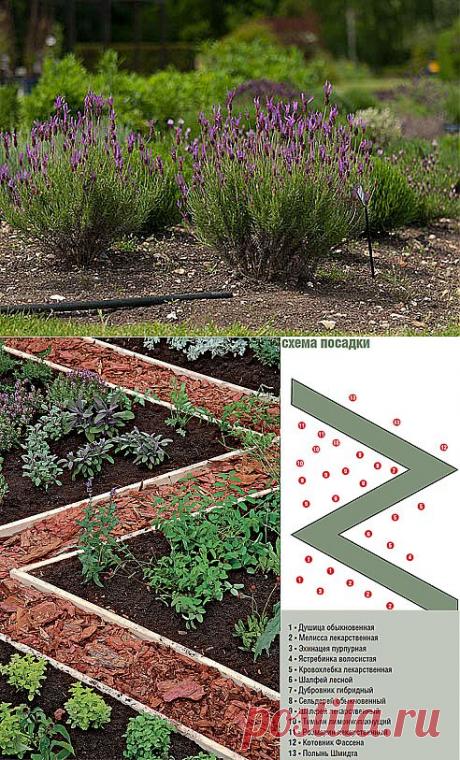 Пряные травы: схема посадки..