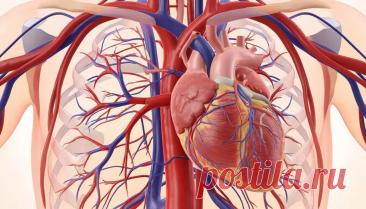 Коронарная кровеносная система: краткий обзор её жизненной важности | PortalBio