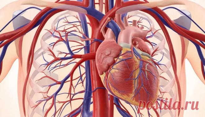Коронарная кровеносная система: краткий обзор её жизненной важности | PortalBio