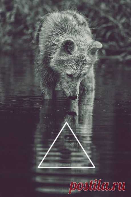 wolf hipster tumblr - Поиск в Google