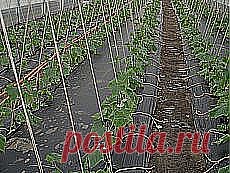 Популярное | Postila.ru