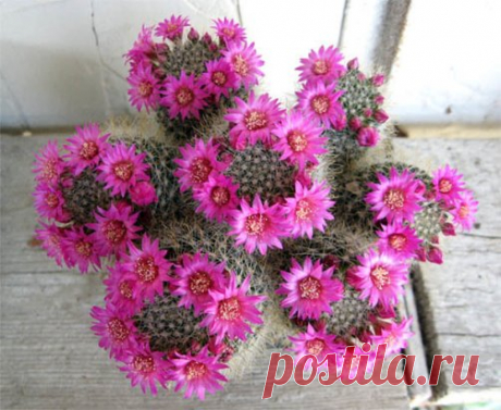 Кактус сошел с ума , наверное , влюбился .....