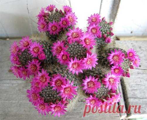 Кактус сошел с ума , наверное , влюбился .....