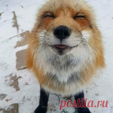 20 животных, очарованию которых невозможно сопротивляться дольше секунды