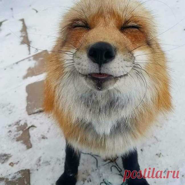 20 животных, очарованию которых невозможно сопротивляться дольше секунды