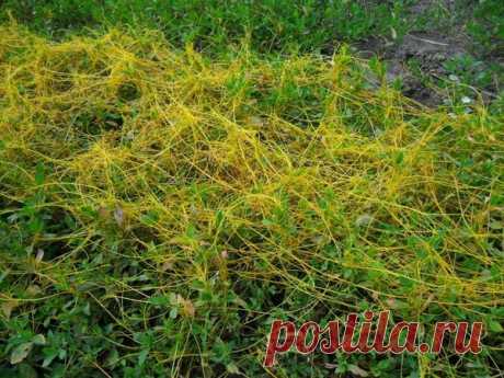 Как избавиться от опасного сорняка - повилики 
Как избавиться от опасного сорняка - повилики

 


Каждый дачник мечтает о цветущем саде и богатым на урожае с огорода. Одним из главных врагов урожайности является сорняки. Давайте поговорим о самом…