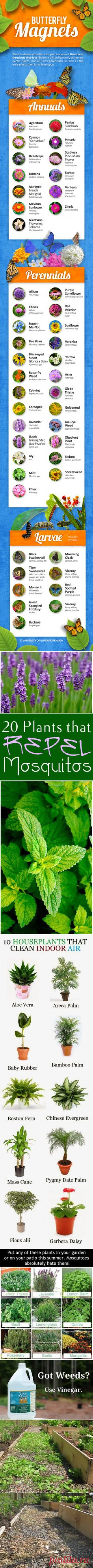 (1059) Useful Mosquito Repellent Plants | I'm Diggin' It!