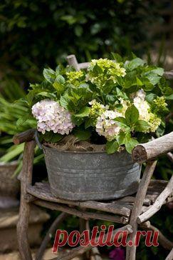 Galvanized Metal Tubs, Buckets, & Pails as Planters