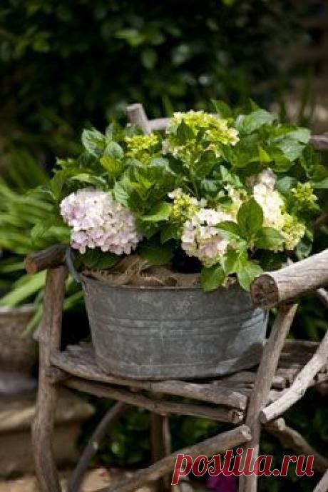 Galvanized Metal Tubs, Buckets, &amp; Pails as Planters
