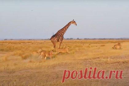 Стая львов напала на пьющего жирафа и попала на видео. В Ботсване стая львов напала на жирафа и попала на видео. Инцидент снял на видео 28-летний предприниматель Дэвид Шер. Мужчина наблюдал за дикой природой и внезапно наткнулся на прайд. В определенный момент львы заметили жирафа, пьющего воду. Хищники начали медленно приближаться к животному, готовясь к нападению.