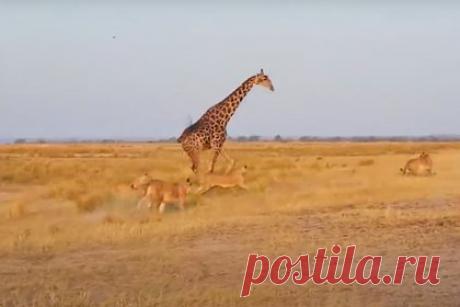 Стая львов напала на пьющего жирафа и попала на видео. В Ботсване стая львов напала на жирафа и попала на видео. Инцидент снял на видео 28-летний предприниматель Дэвид Шер. Мужчина наблюдал за дикой природой и внезапно наткнулся на прайд. В определенный момент львы заметили жирафа, пьющего воду. Хищники начали медленно приближаться к животному, готовясь к нападению.