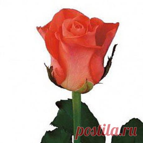 Wow - Розы оранжевые - Розы