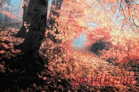 Сказочный лес - Путешествуем вместе