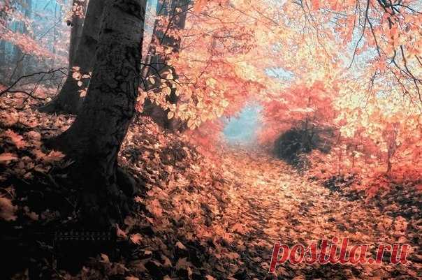 Сказочный лес - Путешествуем вместе