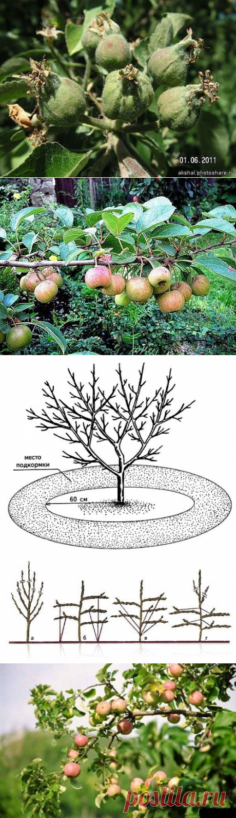 ЧТОБЫ ЯБЛОНИ БЫЛИ УРОЖАЙНЫМИ