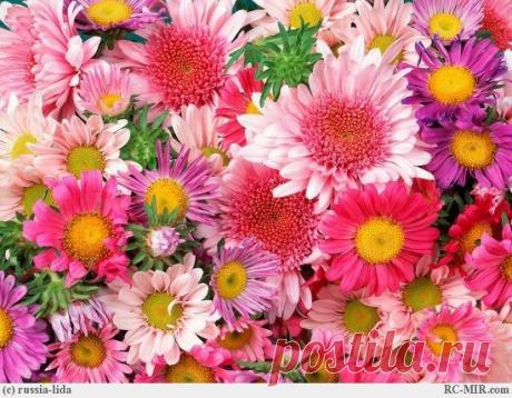 ЯЗЫК ЦВЕТОВ | ХОРОШЕЕ НАСТРОЕНИЕ | Группы Мой Мир