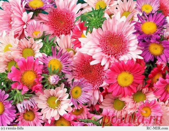 ЯЗЫК ЦВЕТОВ | ХОРОШЕЕ НАСТРОЕНИЕ | Группы Мой Мир