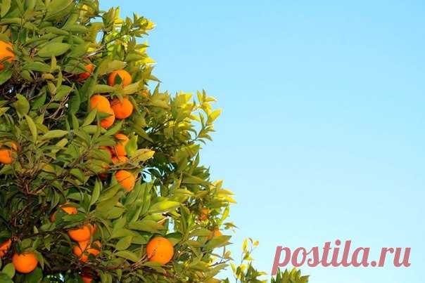 Несколько фактов, которые полезно знать о мандарине.
