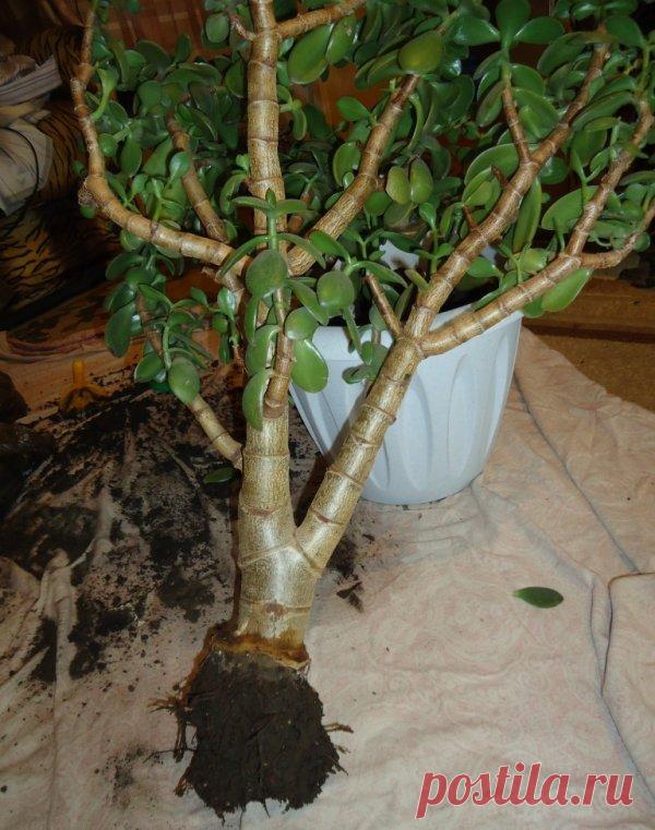 Основные причины по которым листья у денежного дерева становятся мягкими